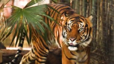 Tiger, Melbourne Hayvanat Bahçesi 'nin etrafını sarıyor.