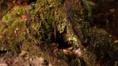 Yağmur ormanlarındaki yosun kaplı kütüklere yakın çekim