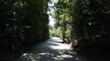 Güneşli bir orman yolunda birkaç gezinti