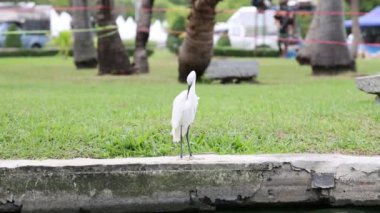Beyaz balıkçıl yeşil bir parkta yürüyor..