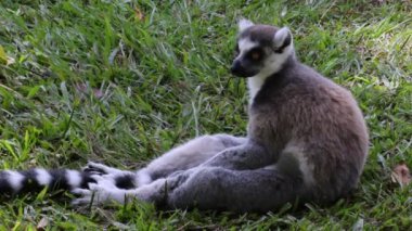 Lemur oturuyor ve etrafı inceliyor.