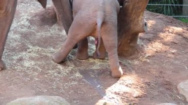 Bebek fil Melbourne Hayvanat Bahçesinde kakasını yapıyor