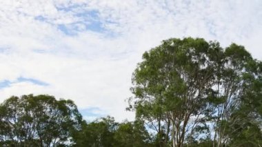 Ağaçların üzerinde hızla hareket eden bulutlar.