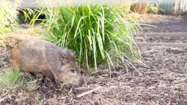 Hayvanat bahçesinde yaban domuzu keşfediyor.