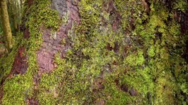 Ağaç gövdesine yosun ve liken yakın plan.