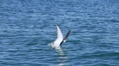 Martı dalıyor ve okyanusta balık yakalıyor.