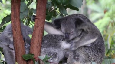 Koalas bir ağaç dalında sevgiyle etkileşime geçiyor.