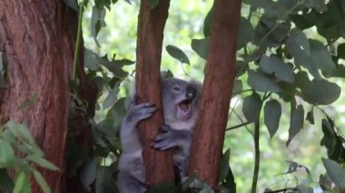 Koala ağaçların etrafında dolaşıyor, keşfediyor ve dinleniyor.