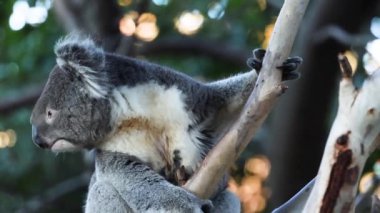 Koala Melbourne hayvanat bahçesinde ağaca tırmanıyor.