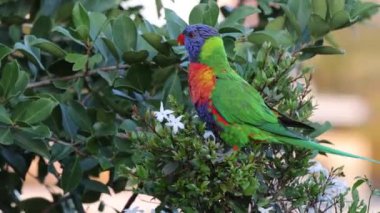 Canlı papağan çiçek açan çalılarla etkileşim halindedir.