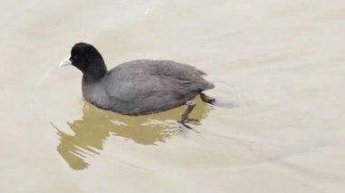 American Coot, Melbourne, Avustralya 'da suda yüzüyor.