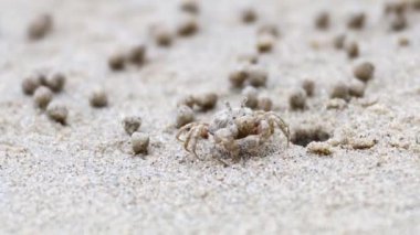 Kumlu sahilde hayalet bir yengeç dolaşıyor.