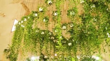 Tavandan sarkan yemyeşil bitkiler