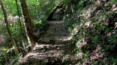 Springbrook, QLD 'de sakin bir orman yolu.