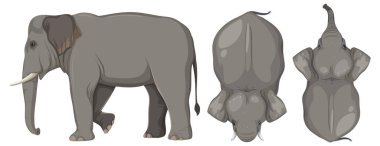 Detailed vector of elephant from different angles clipart