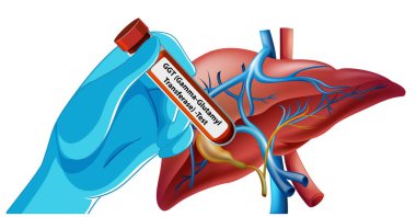 Karaciğer ve kan testi tüpünün çizimi