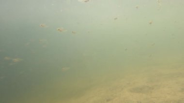Yoğun bir yosun ormanında deniz yaşamını araştırıyorum.