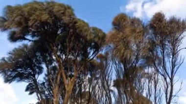 Rüzgarda yavaşça hareket eden uzun ağaçlar.