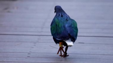 Tahta bir yolda yürüyen bir güvercin.