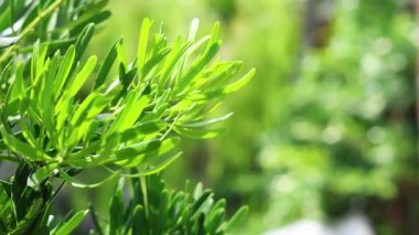 Arkaplanı bulanık parlak yeşil yapraklar.