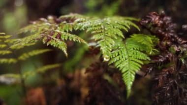 Yağmur ormanlarındaki eğreltiotu yapraklarına yakın çekim