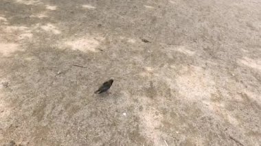 Parkın etrafında bir sığırcık dolaşıyor
