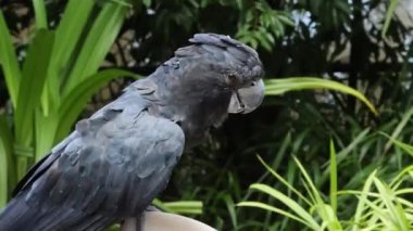 Kakadu tüylerini doğal bir ortamda kabartıyor.