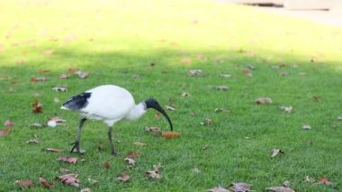 Bir Ibis ot üzerinde yiyecek arıyor