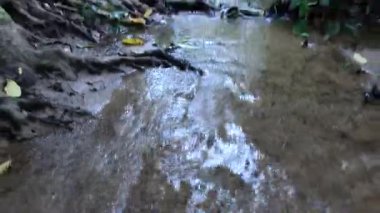 Yoğun, canlı yeşillikler arasında akan su