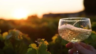 Gün batımında üzüm bağında dönen şarap kadehi.