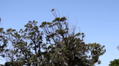 Rüzgarda usulca hareket eden ağaçlar