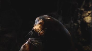 Karanlık bir ortamda güneş ışınlarının tadını çıkar.