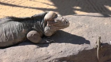Gergedan iguanası ve kertenkele bir kayanın üzerinde