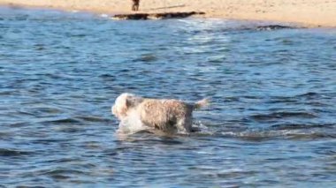 Köpek, Brighton Sahili, Melbourne 'da suyun tadını çıkarıyor.