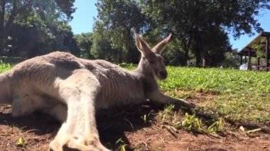 Gri kanguru otlak bir alanda dinleniyor.