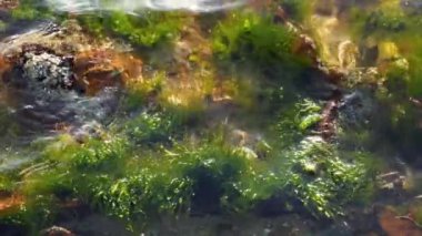 Kayalık yüzey yakınlarında su altında sallanan yosun.