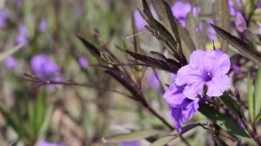 Bahçedeki mor çiçeklerin yakın çekimi