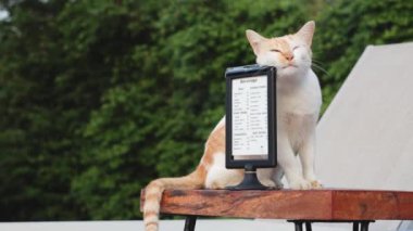 Kedi hareket eder ve ayakta duran bir menü çerçevesini inceler