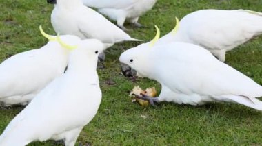 Bir grup papağan otlak alanda yemek yiyor.
