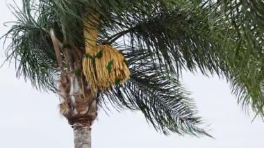 Kuş, palmiye çiçeklerinden nektar yudumluyor.