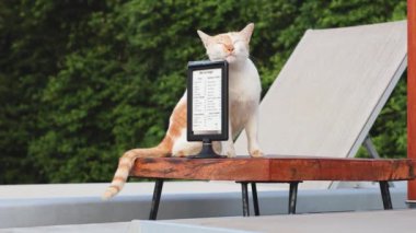 Kedi dışarıdaki dijital tabletin ekranına dokunuyor.