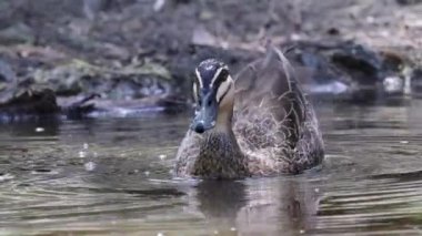 Ördek süsleme ve doğal bir havuzda banyo.