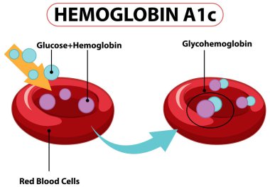Hemoglobine bağlanan glikoz çizimi