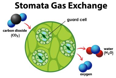 Diagram showing gas exchange in plant stomata clipart