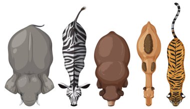 Beş farklı vahşi hayvanın tepeden tırnağa çizimi