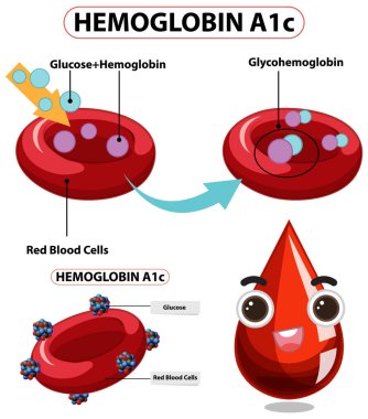Kırmızı kan hücreleriyle glikoz etkileşimi