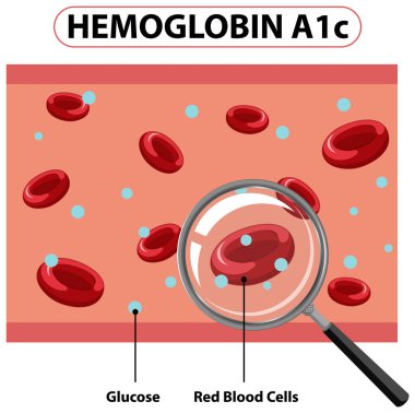 Glikoz ve kırmızı kan hücrelerinin etkileşimi
