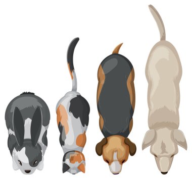 Tavşan, kedi, köpek ve bir köpek daha.