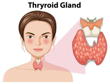 İnsan tiroid bezinin detaylı tasviri