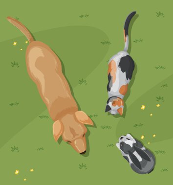 Köpek, kedi ve yeşil çimenlikteki kobay